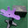 Purple-5-10kg Dog